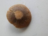 Entoloma sericeum image