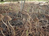 Parasola conopilea image