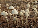 Parasola conopilea image
