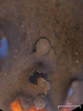 Umbilicaria polyphylla image