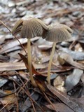 Parasola auricoma image