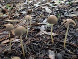 Parasola auricoma image