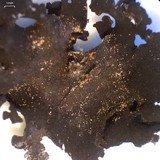Umbilicaria polyphylla image