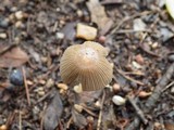 Parasola auricoma image