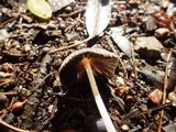 Parasola auricoma image