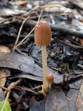 Parasola auricoma image