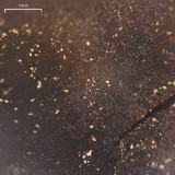 Umbilicaria polyphylla image