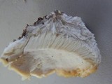 Climacodon pulcherrimus image