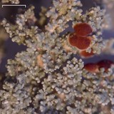 Stereocaulon tomentosum image
