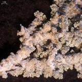 Stereocaulon tomentosum image