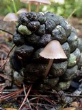 Mycena seynesii image