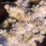 Stereocaulon tomentosum image