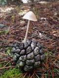 Mycena seynesii image
