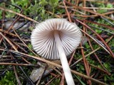 Mycena seynesii image