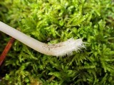 Mycena seynesii image