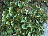 Nephroma arcticum image