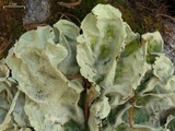 Nephroma arcticum image