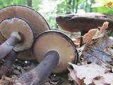 Tylopilus alboater image