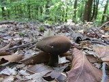 Tylopilus alboater image