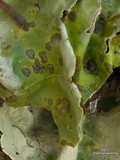 Nephroma arcticum image
