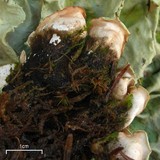 Nephroma arcticum image