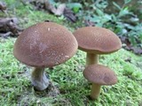 Bothia castanella image