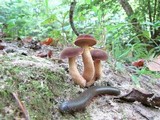 Bothia castanella image