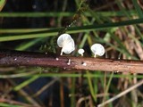 Marasmius epiphyllus image