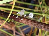 Marasmius epiphyllus image