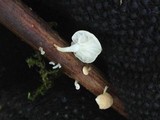 Marasmius epiphyllus image