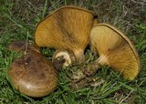 Paxillus involutus image