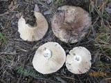 Russula dissimulans image