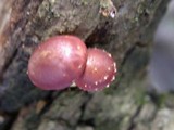 Pholiota polychroa image
