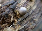 Lycogala epidendrum image