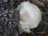 Pleurotus pulmonarius image
