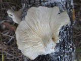 Pleurotus pulmonarius image
