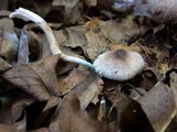 Leucoagaricus caerulescens image