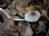 Leucoagaricus caerulescens image