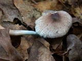 Leucoagaricus caerulescens image