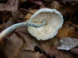 Leucoagaricus caerulescens image