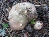 Russula variata image