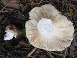 Russula variata image