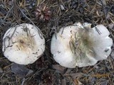 Russula variata image