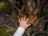 Ganoderma zonatum image