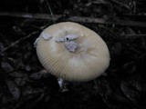 Amanita xanthomitra image