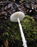 Amanita xanthomitra image