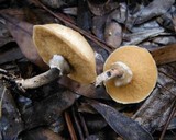 Suillus cothurnatus image