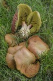 Boletus chrysenteron image