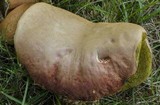 Boletus chrysenteron image