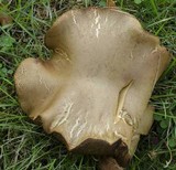 Boletus chrysenteron image